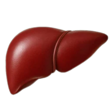 Healthy Liver