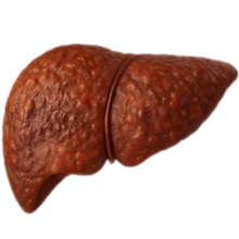 Strained Liver