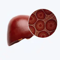 Fights Inflammation Naturally