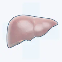 Supports Liver Health