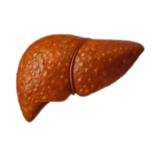 Sluggish Liver